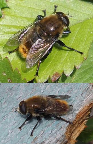 Réf. 231 503 : Merodon equestris